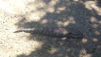 Blue Tongued Skink on the running trail